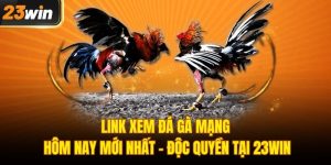 Đá gà mạng hôm nay